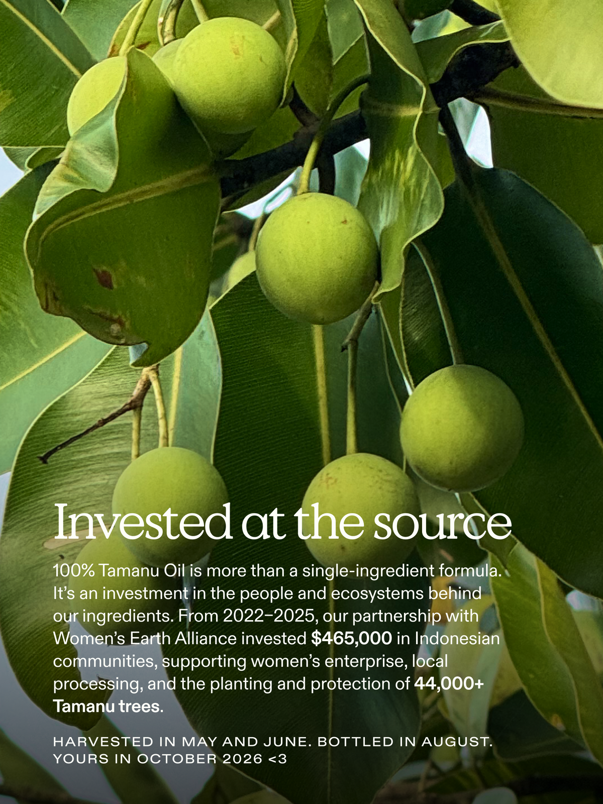 100% Cold-Pressed Tamanu Oil